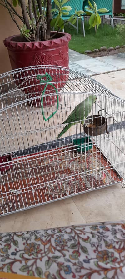 green parrot