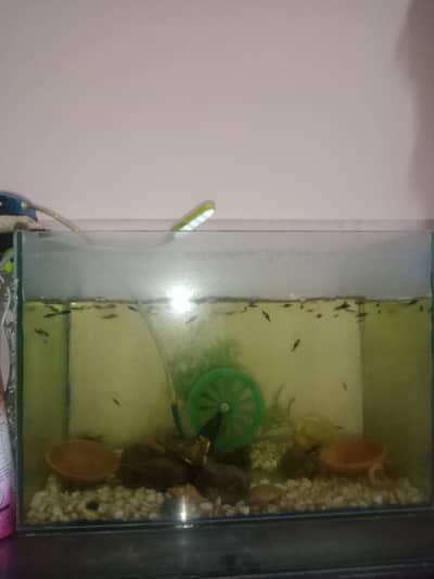 aquarium and accessories for sale