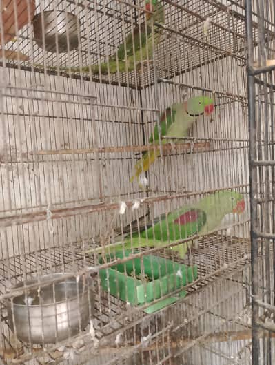 raw breeder pair available for sell