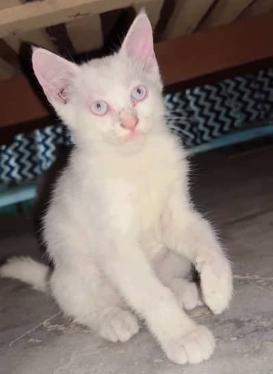 Mate kitten white eyes for sale mianwali