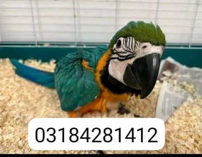 blue macaw parrot chips for sale 0318/4281/412