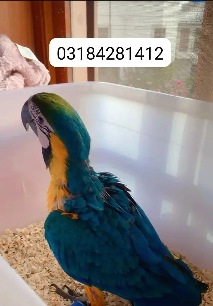 blue macaw parrot chips for sale 0318/4281/412 — photo 2