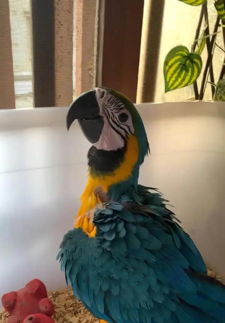 blue macaw parrot chips for sale 0318/4281/412 — photo 3