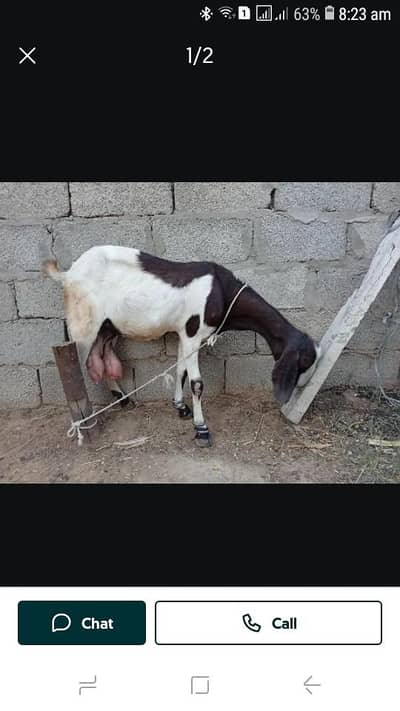 bakri with one kid