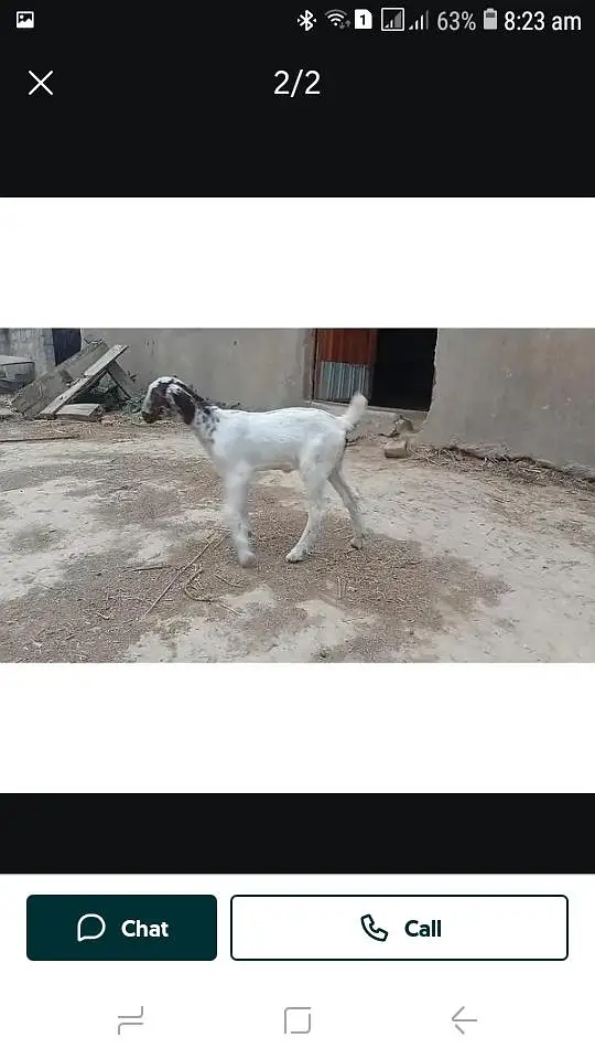 bakri with one kid — photo 2
