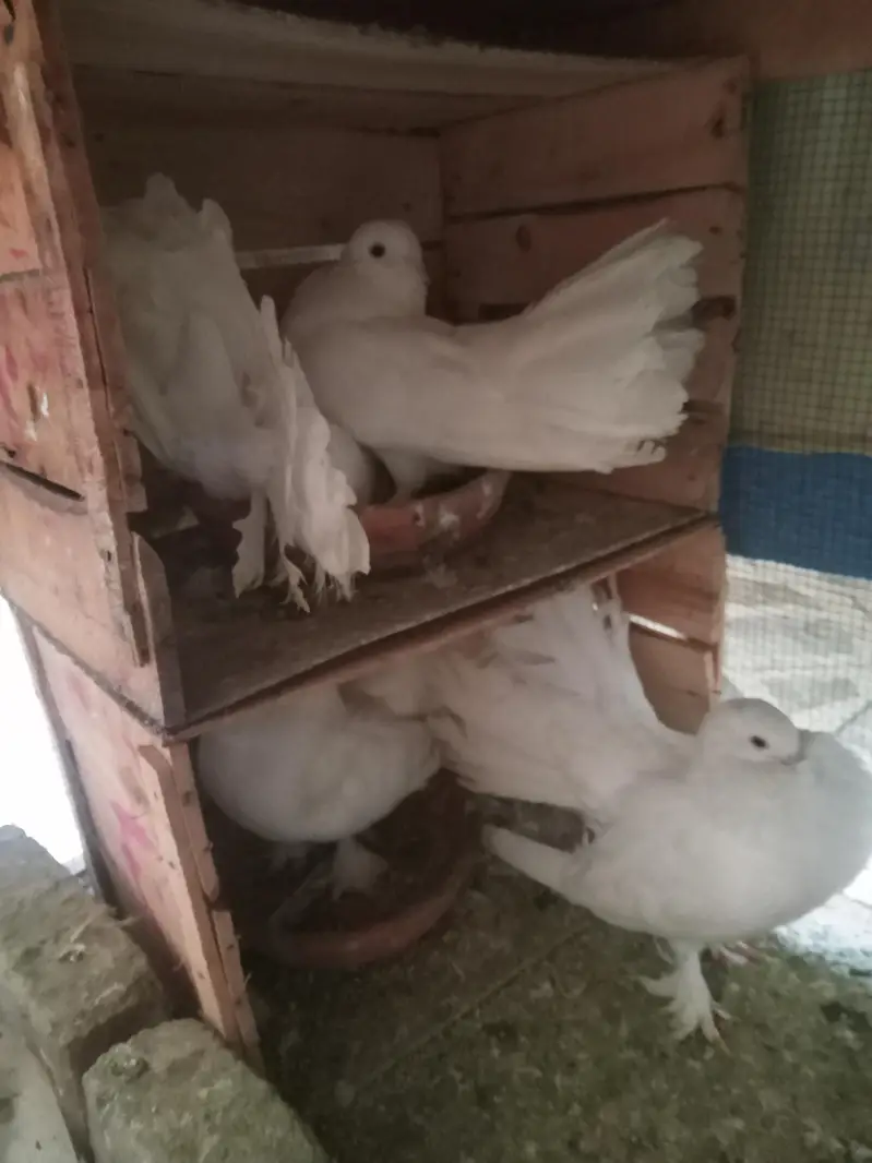 تین عدد خوبصورت لکے کبوتر جوڑے — photo 2