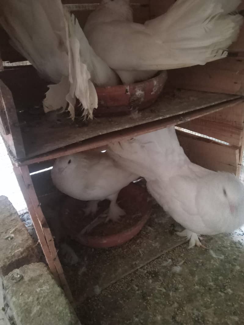 تین عدد خوبصورت لکے کبوتر جوڑے 2