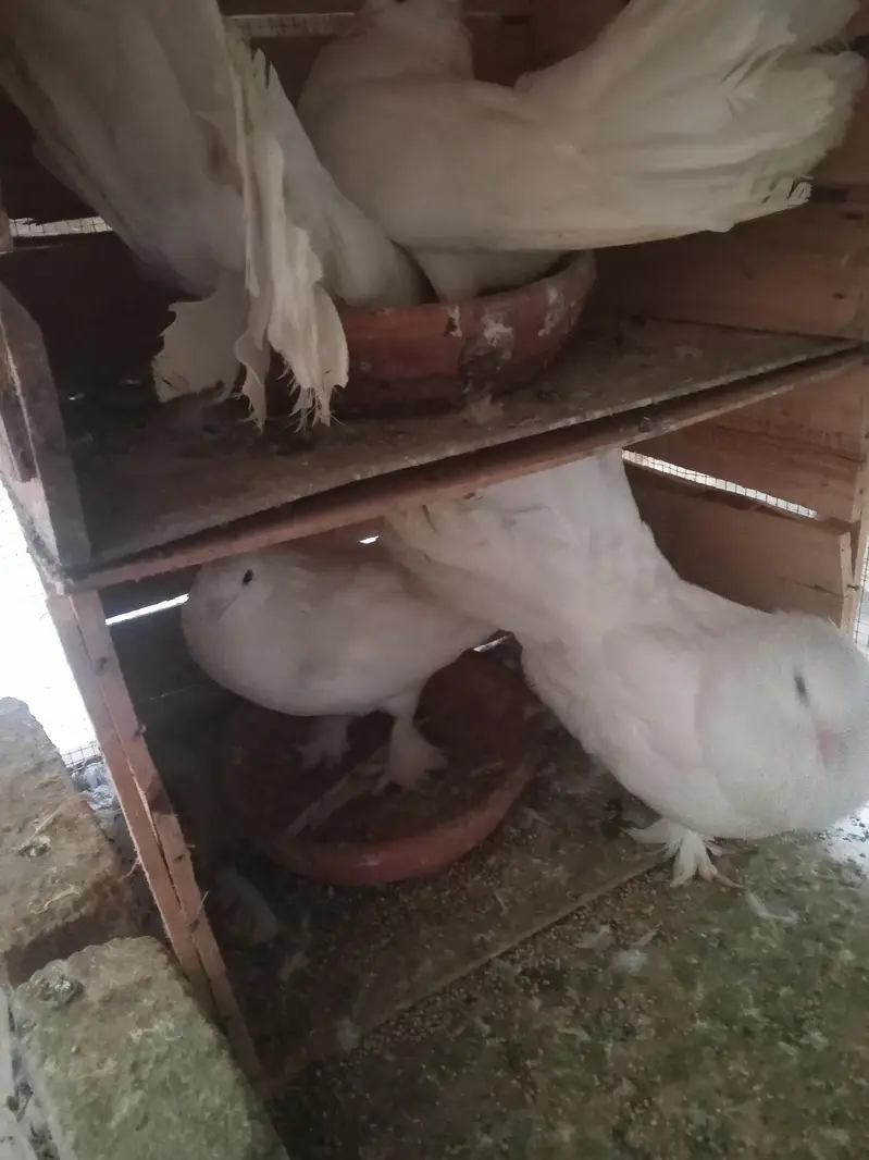 تین عدد خوبصورت لکے کبوتر جوڑے — photo 3