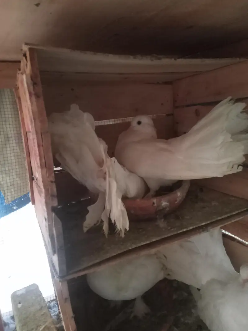 تین عدد خوبصورت لکے کبوتر جوڑے — photo 4