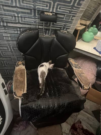 saloon chairs & sofa