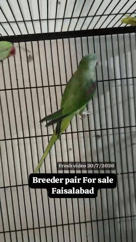 Raw breeder pair 1