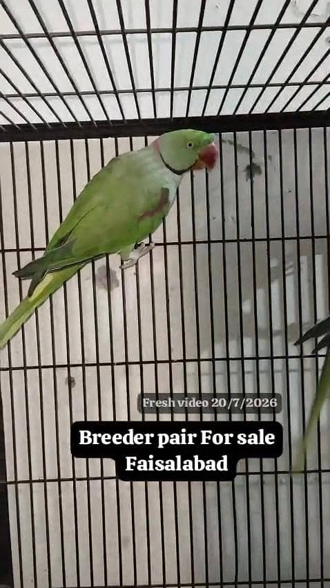 Raw breeder pair 2
