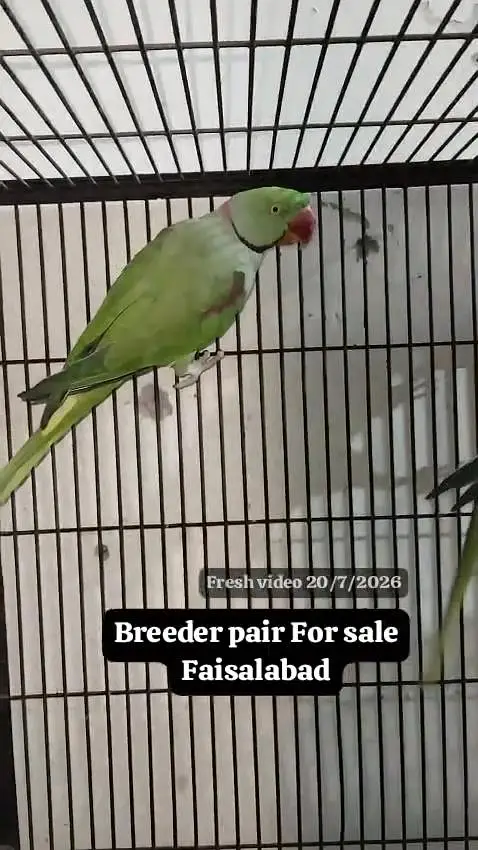 Raw breeder pair — photo 3