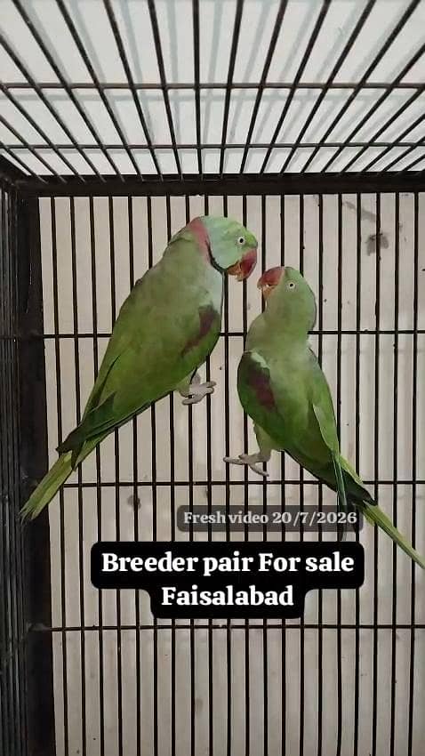 Raw breeder pair 3