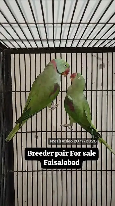 Raw breeder pair — photo 4