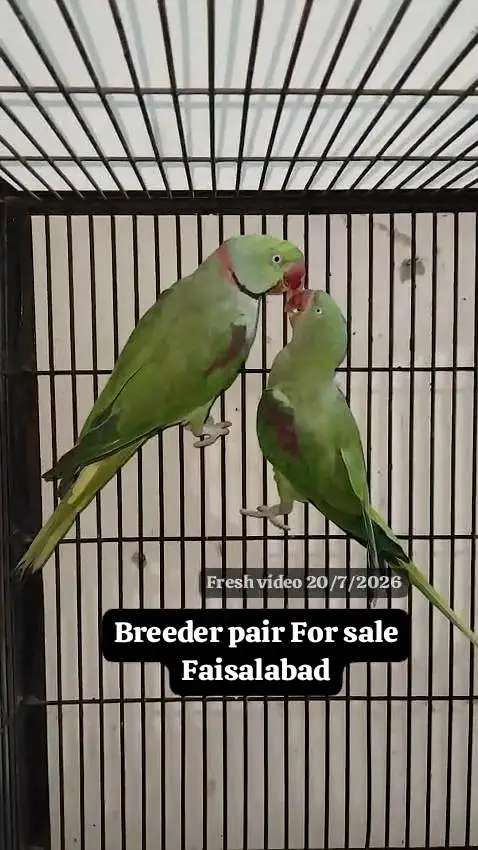 Raw breeder pair — photo 5