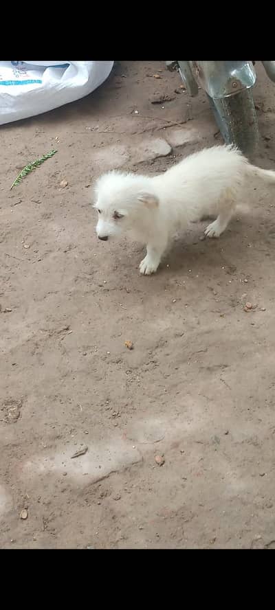 Female puppy