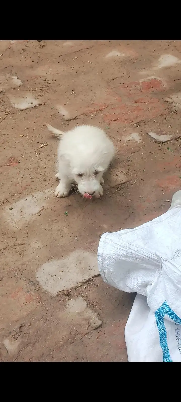 Female puppy — photo 2