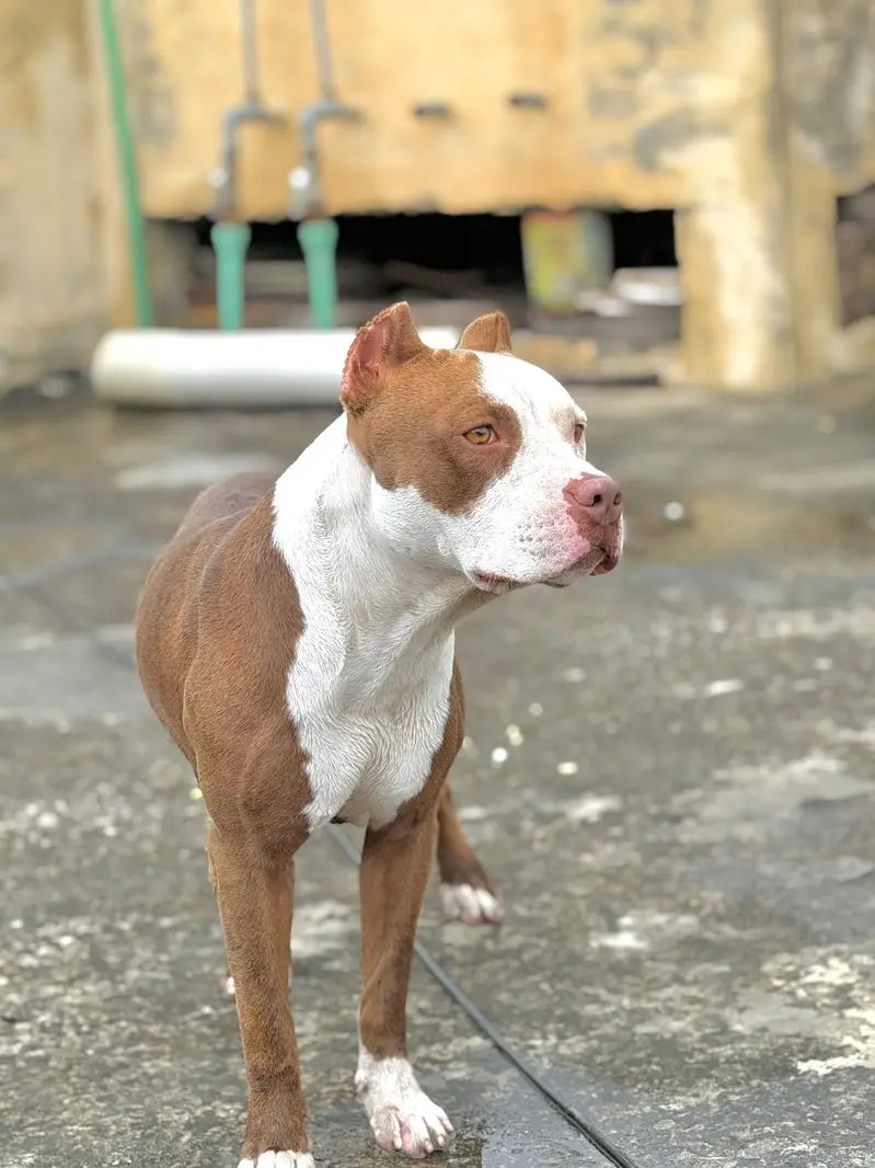 American Pitbull — photo 2