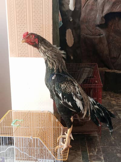 Maine aseel breed for sale