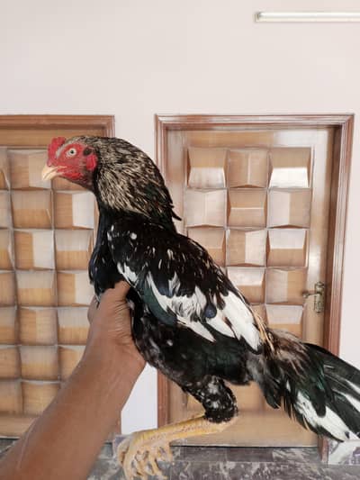 Maine aseel breed for sale