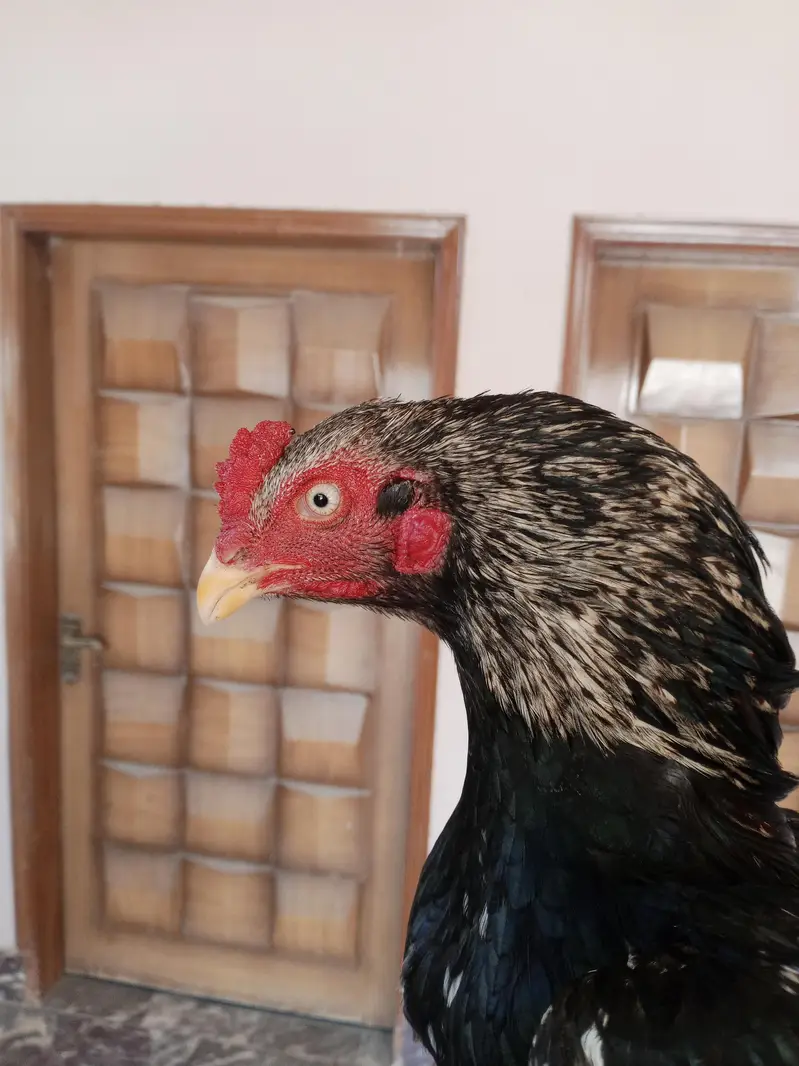 Maine aseel breed for sale — photo 3