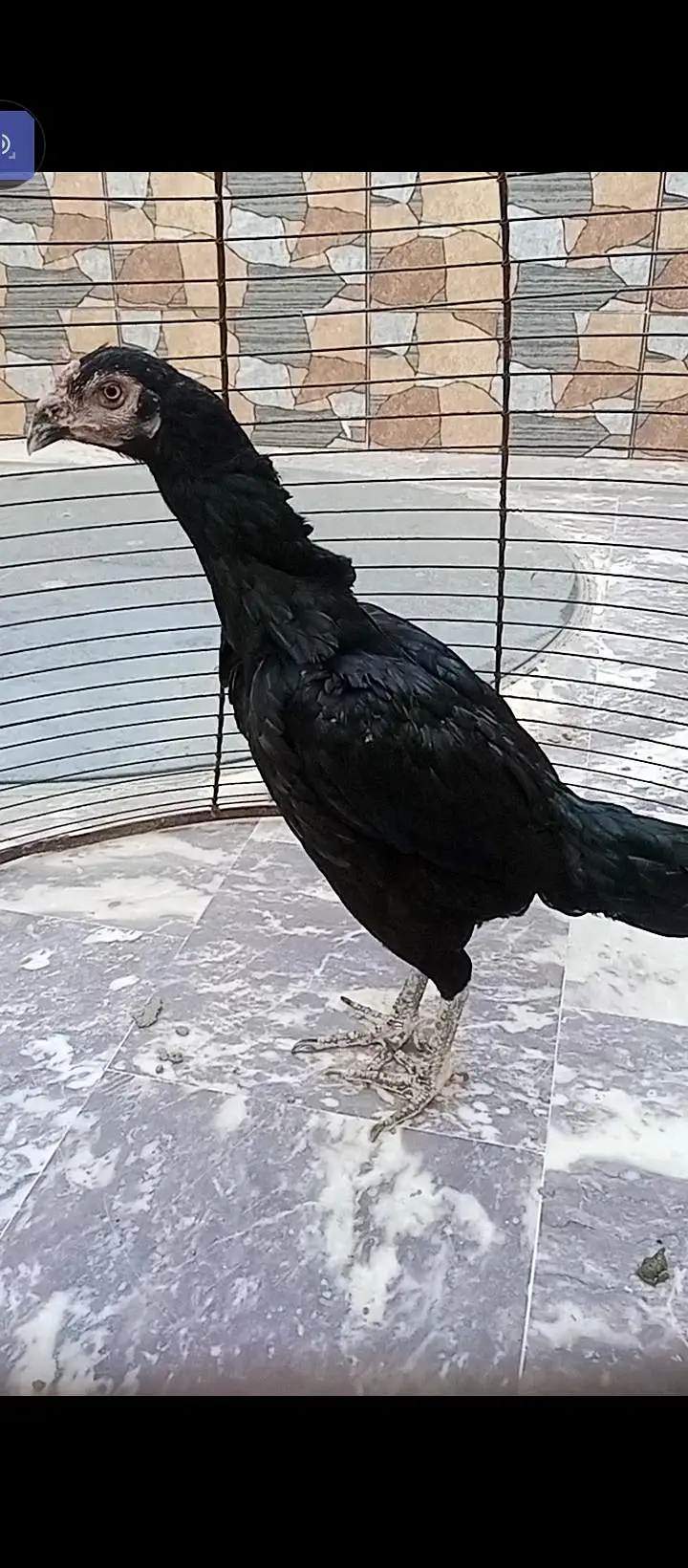 Maine aseel breed for sale — photo 4