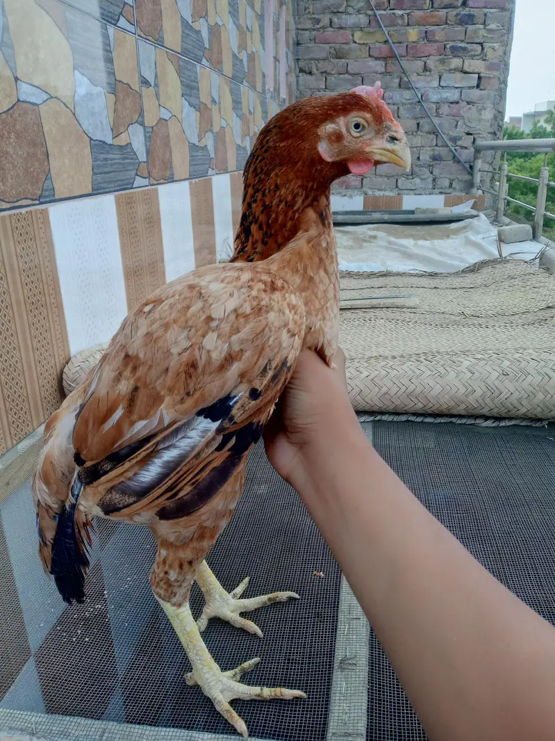 Maine aseel breed for sale — photo 5