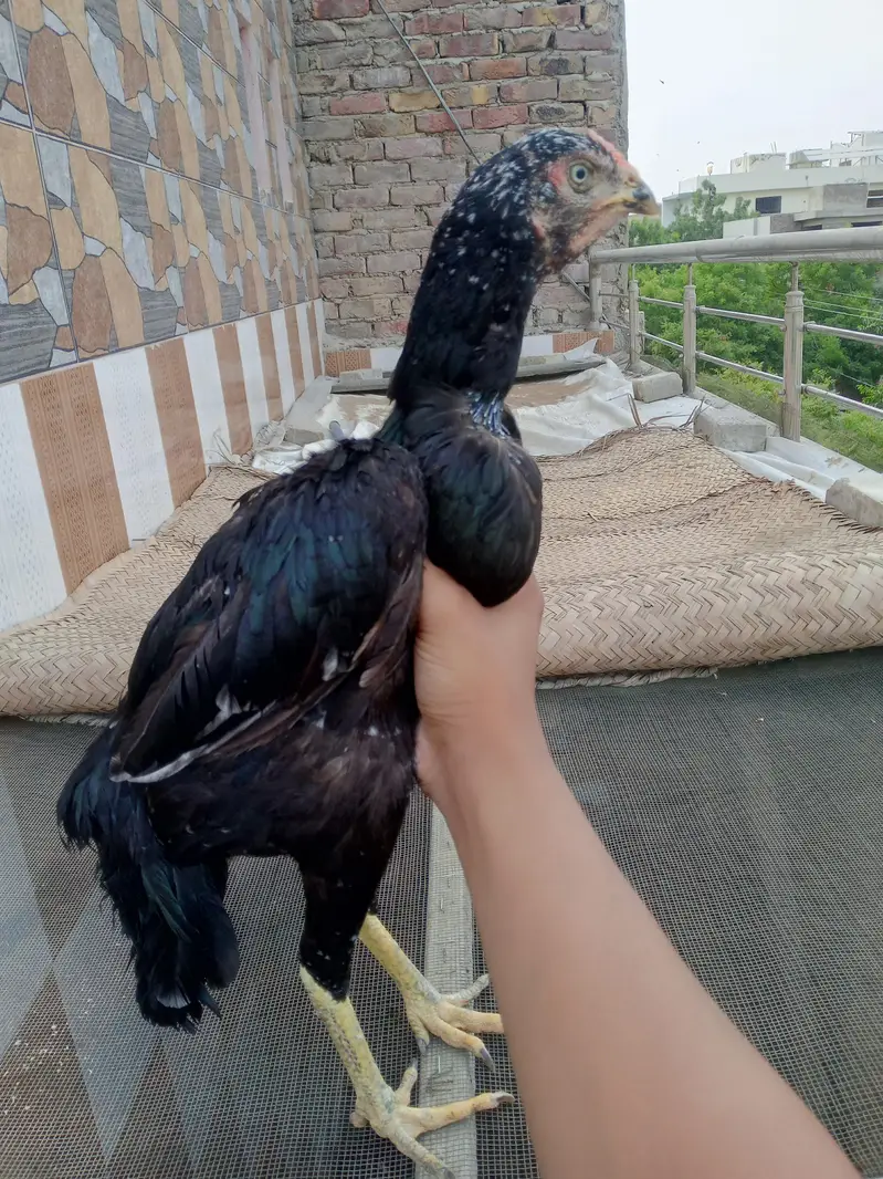 Maine aseel breed for sale — photo 6