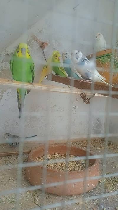 budgies pair
