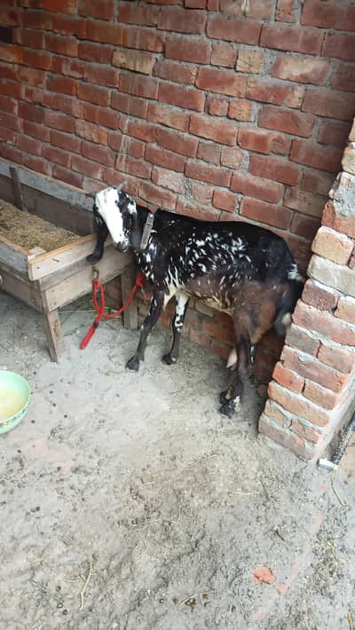 makhi chini black  bakri dodh vli + cros