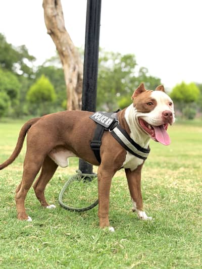 American Pitbull