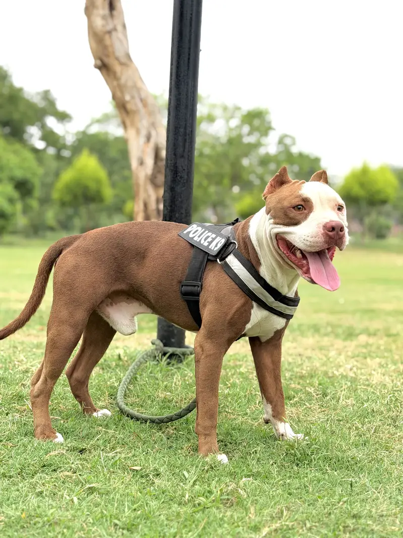 American Pitbull