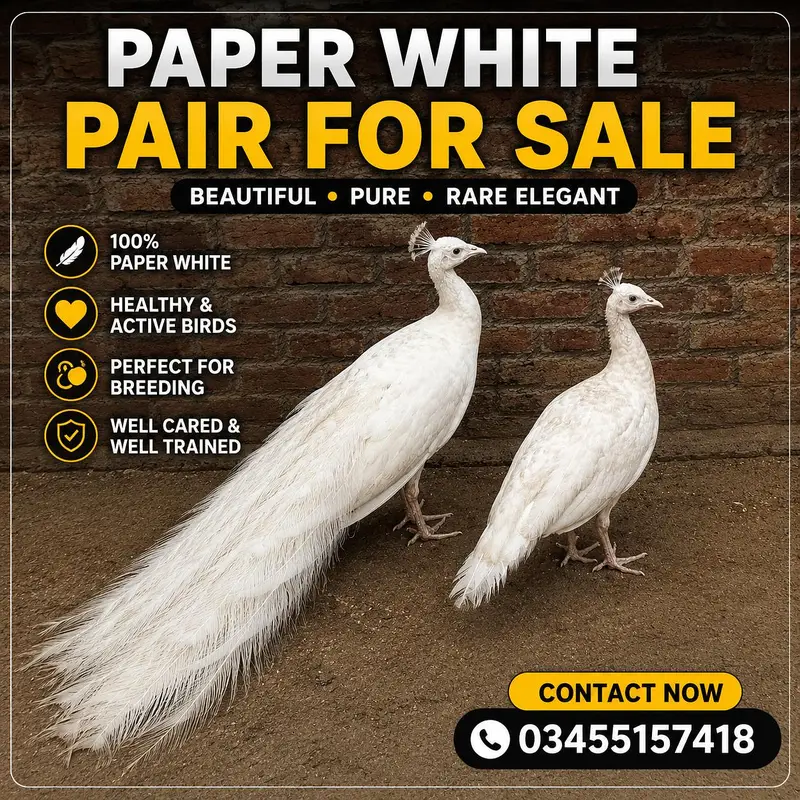 Paper white Breader pair for sale