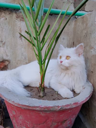 Cat for Sale