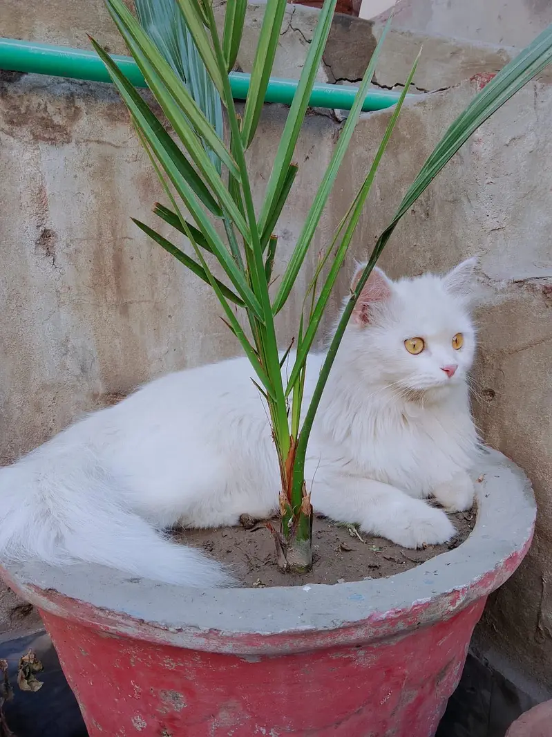 Cat for Sale — photo 2