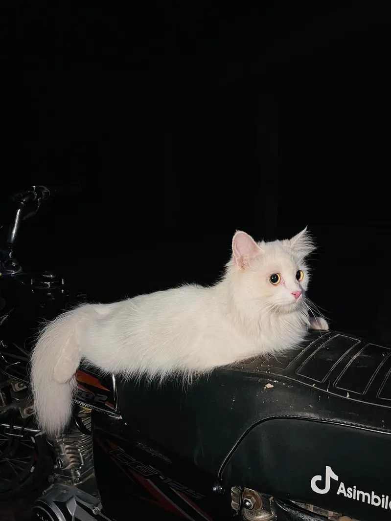 Cat for Sale — photo 3