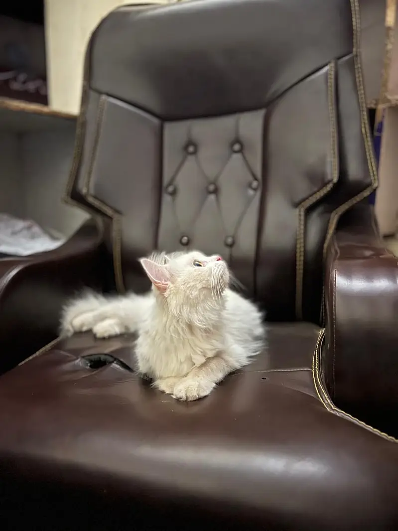 Cat for Sale — photo 4