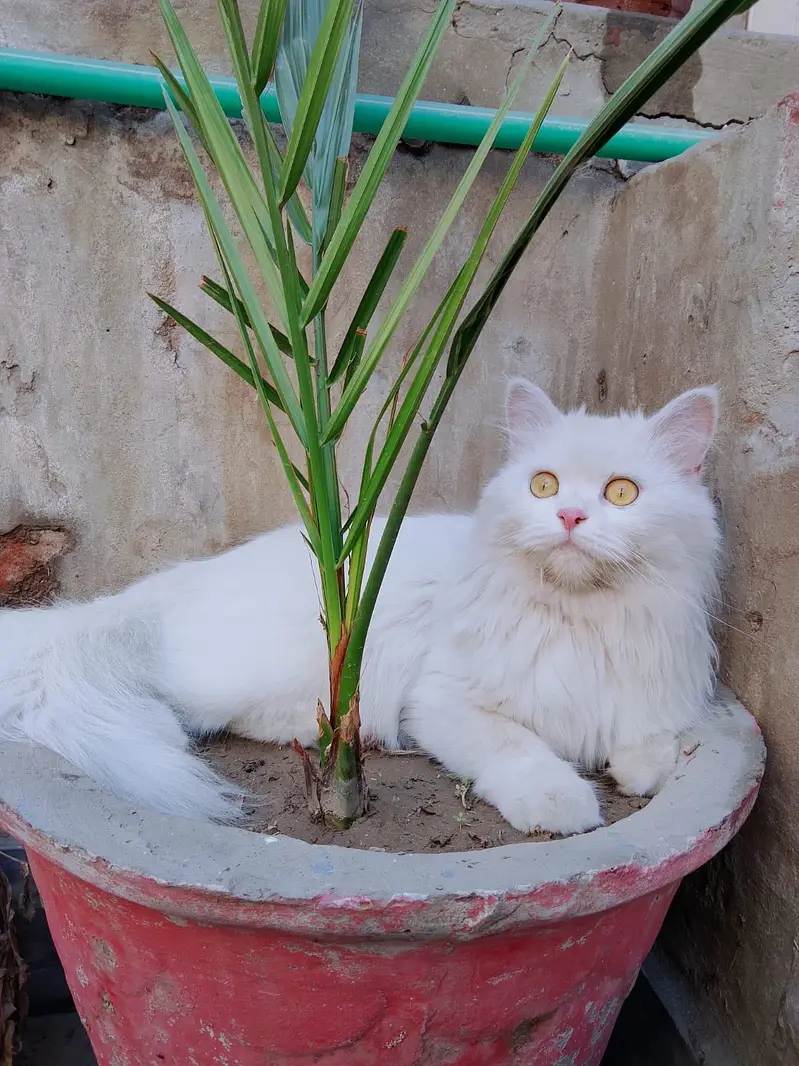 Cat for Sale — photo 5