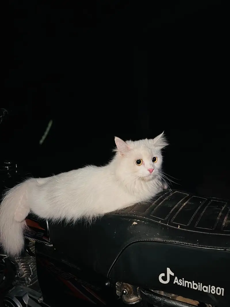 Cat for Sale — photo 6