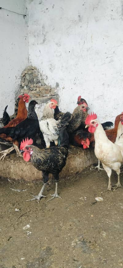 Cock Hens mix mall sale