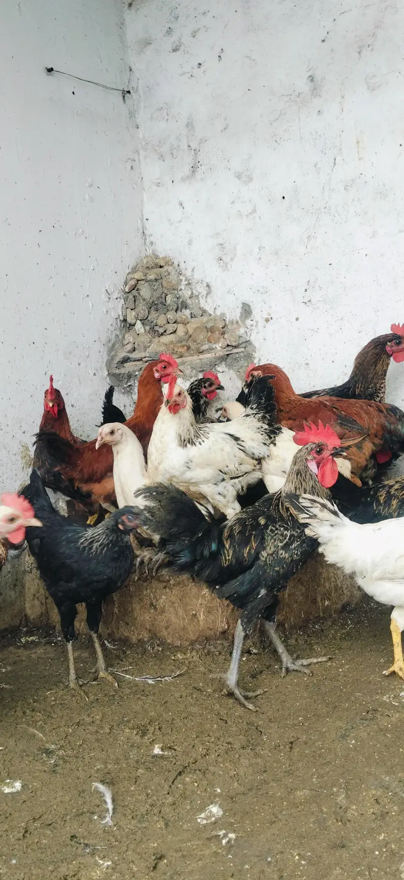 Cock Hens mix mall sale — photo 2