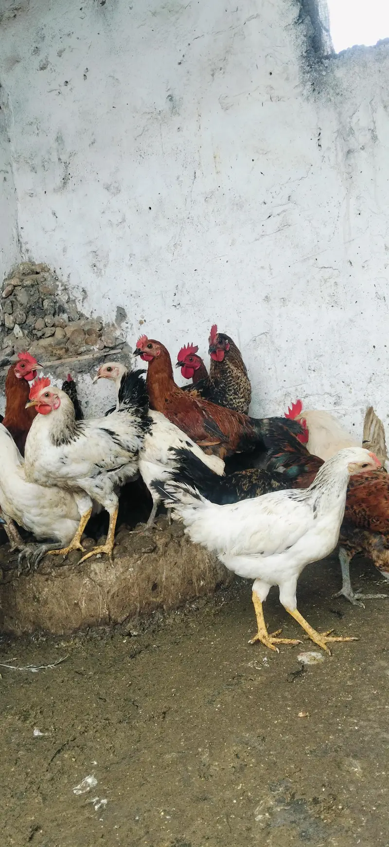 Cock Hens mix mall sale — photo 3