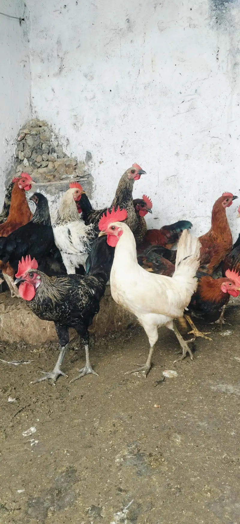 Cock Hens mix mall sale — photo 4