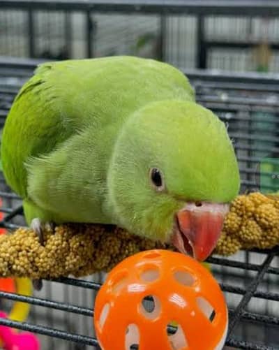 Aslamu Alikum green ka bcha hai ghr ka bilkul 0 bite no bite