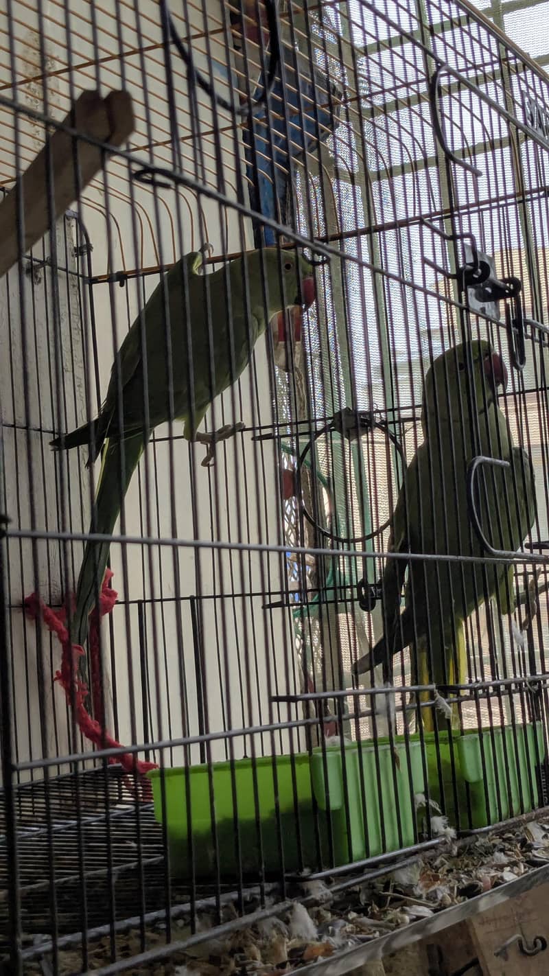 breeder ringnack pair good quality 0