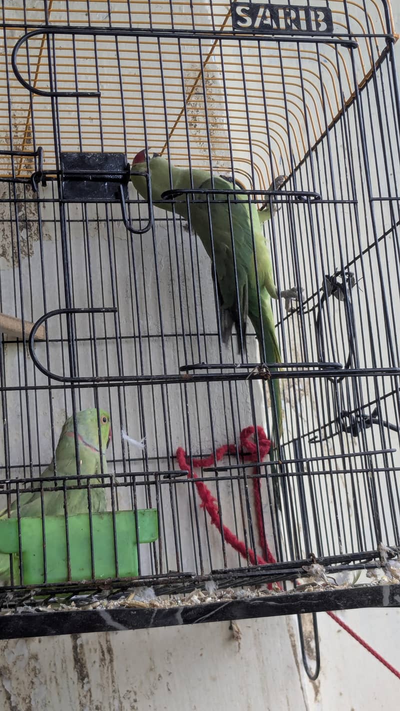 breeder ringnack pair good quality 1