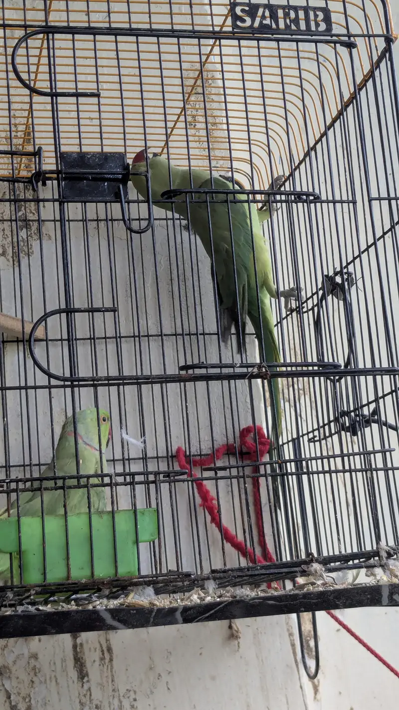 breeder ringnack pair good quality — photo 2
