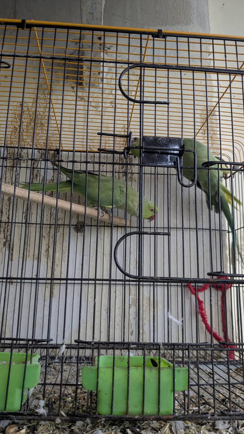 breeder ringnack pair good quality 2