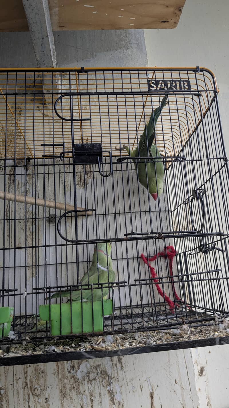 breeder ringnack pair good quality 3